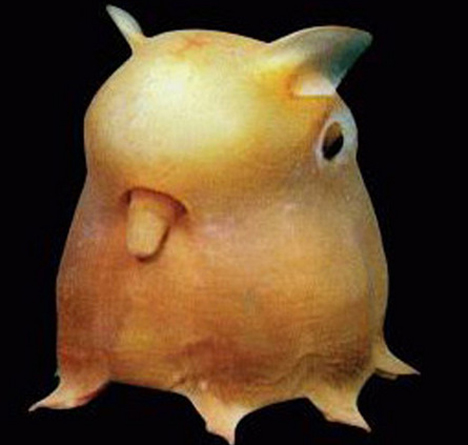 dumbo octopus Os animais mais estranhos e esquisitos do mundo   Curiosidades