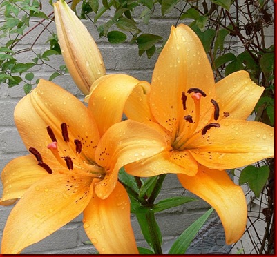 Lilies