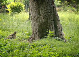Fledgling red-tailed hawk eyes a squirrel