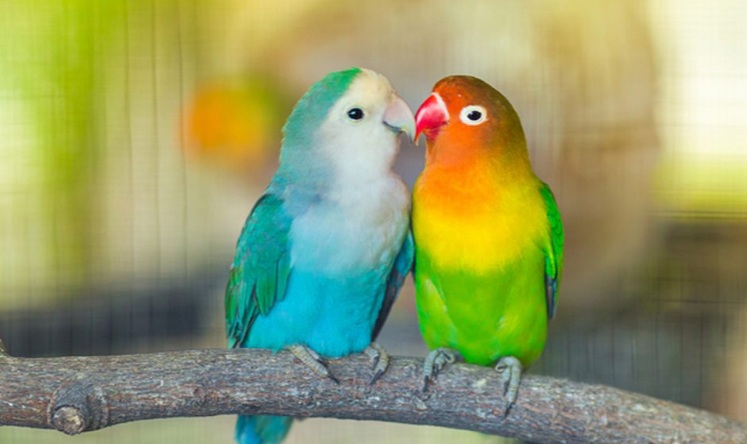 cara tidur lovebird jantan dan betina,ciri-ciri burung lovebird jantan,ciri lovebird betina,lubang hidung lovebird jantan dan betina,burung lovebird betina,bentuk paruh lovebird jantan dan betina,perbedaan suara lovebird jantan dan betina,love bird