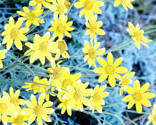 yellow photo-flowers