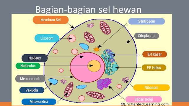 Gambar Gambar Sel  Tumbuhan Hewan  Beserta  Keterangannya 