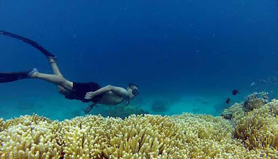 Diving di Pulau Menjangan