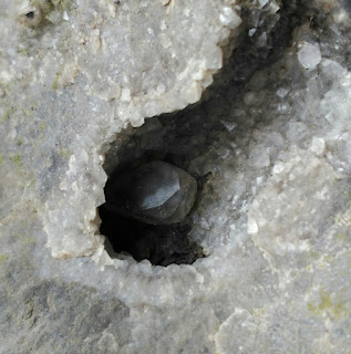 Geoda con Fluorita, Cantera El Peñascal, Bilbao, Bizkaia, Euskadi