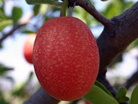 Ximenia Caffra Fruit Pictures