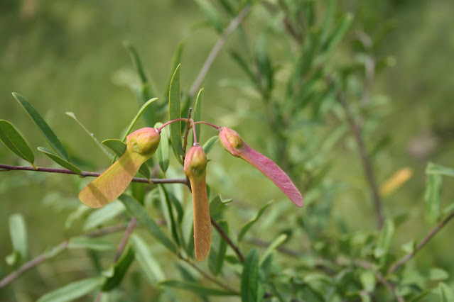 Polygalaceae