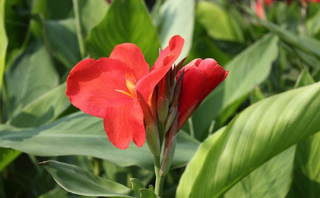 Canna Flowers Pictures