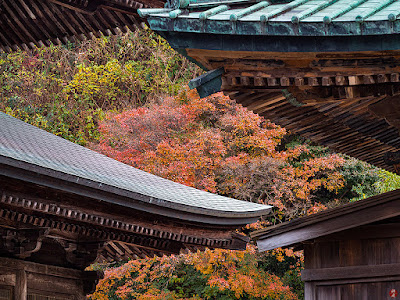 Autumnal tints: Kencho-ji