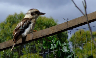 Australian Kookaburra Bird - Dacelo novaeguineae - Kookaburra after the Rain - Kookaburra sits in the old gum tree