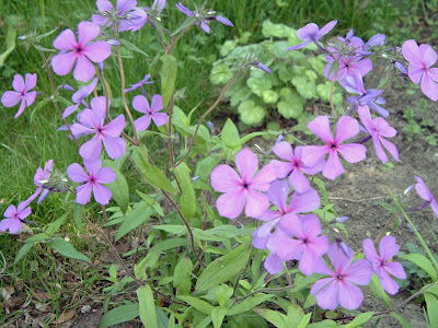 [Photo: Phlox divaricata 'Sweet Lilac'.]