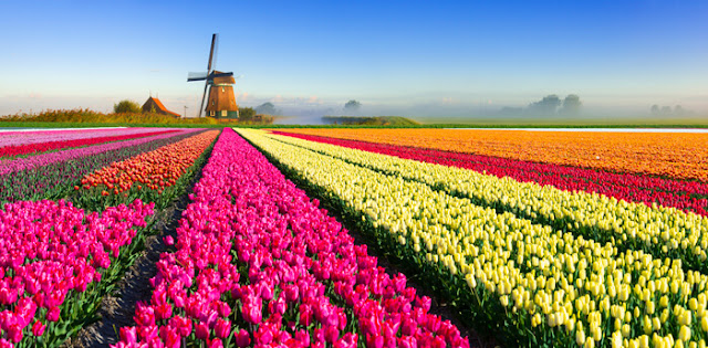 Tulip Time di Belanda