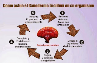 Resultado de imagen para nutricion con ganoderma