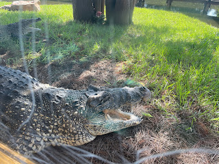 An alligator laying with its mouth open at Gatorland