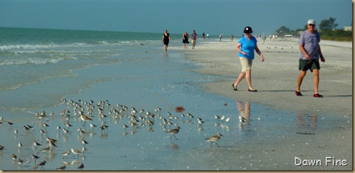 morning sanibel_119