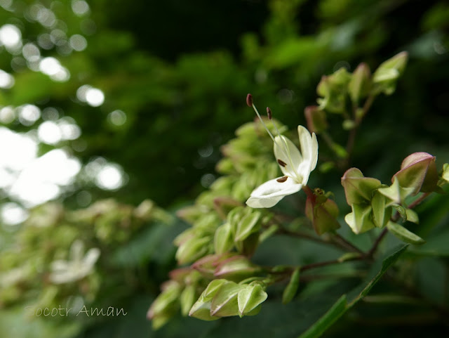 Clerodendrum trichotomum