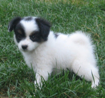 Papillon Puppies Pictures