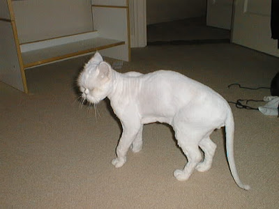 Shaved Pussy Cats