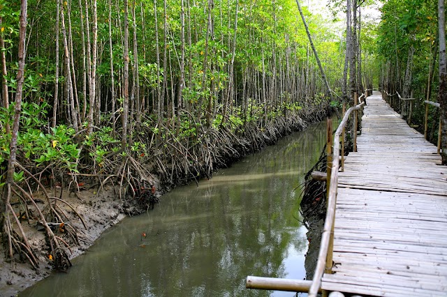 The Bakhawan Eco - Park In Aklan