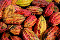 Cosses de cacao - Crédit : Didier Gentilhomme