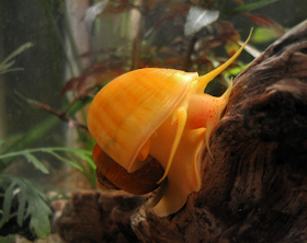 Golden Apple Snail