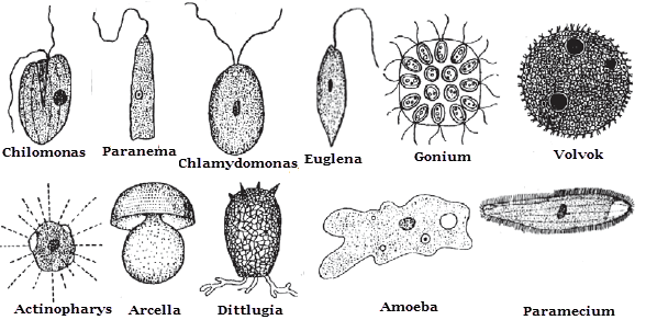 Ciri dan Klasifikasi Protista Mikirbae com