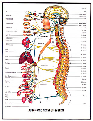 nervous system