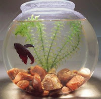 fish in bowl