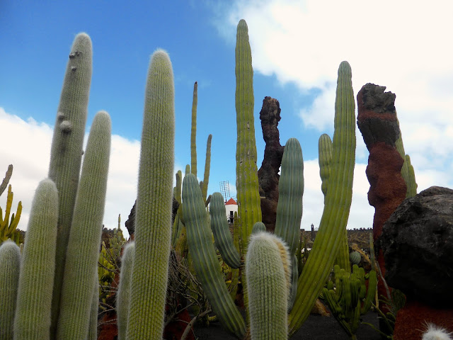 Lanzarote-Jardin-de-Cactus