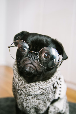 صورة كلب اسود يلبس ملابس ونظارة ، صور كلاب سوداء ، حيوانات مضحكة 4K
