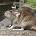 TRES MUERTOS EN ESQUEL POR HANTAVIRUS: RECOMENDACIONES PARA EVITAR EL CONTAGIO