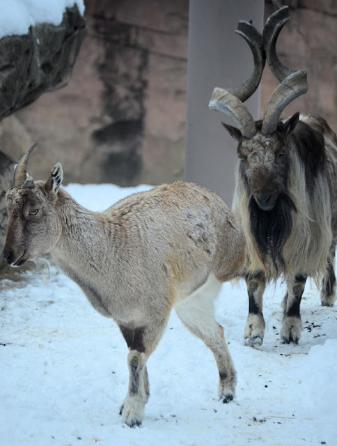 A three-legged female markhor with the male in the background, in snow