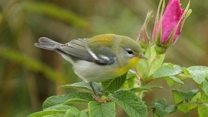 epic journey for american bird who lands on tiree