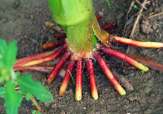 Karakteristik Batang Dan Akar  Jagung 