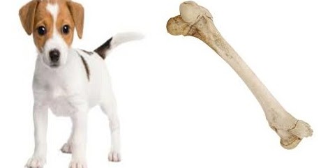 Bagai Anjing Berebut Tulang ~ Laman Peribahasa