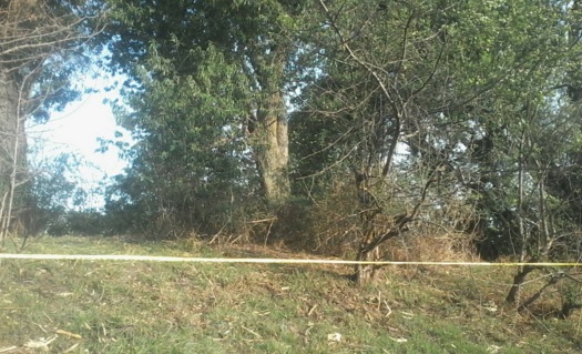 Bosque y árboles, pinos