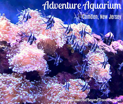 Adventure Aquarium in Camden New Jersey