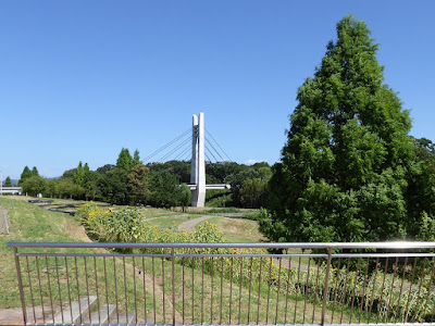 山田池公園の向日葵と美月橋