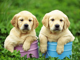 Labrador Retrievers puppies image