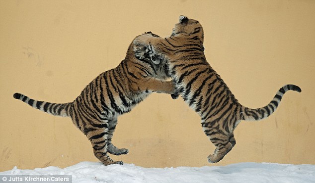 siberian tigers, dancing tigers, vienna zoo tigers, tiger pictures