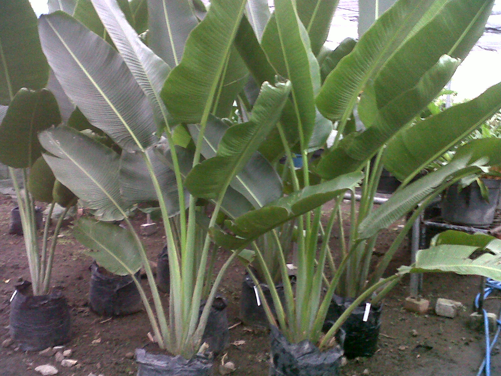 Jual Pohon Pisang Kipas Murah Tukang