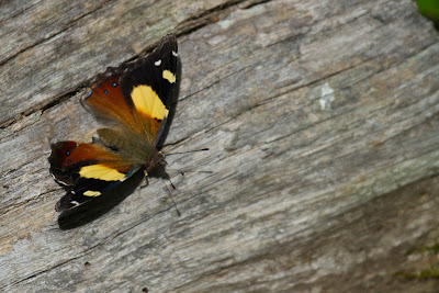 Yellow Admiral - Vanessa itea