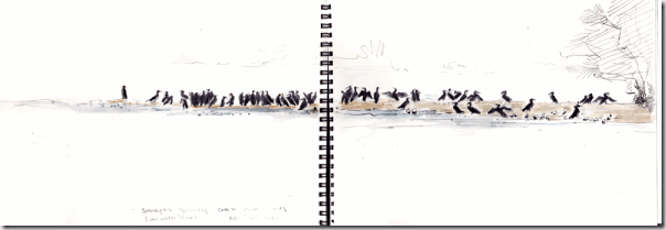 distant-cormorants