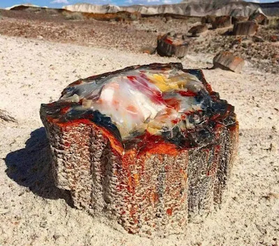 225-MillionYear-Old Petrified Opal Tree Trunk