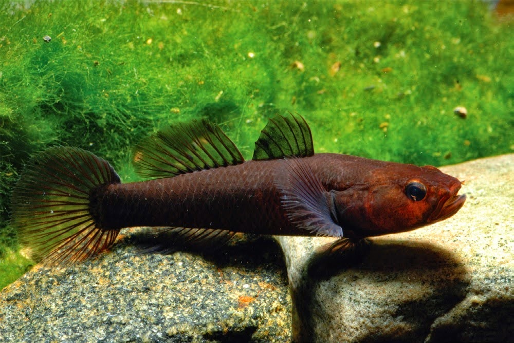 http://sciencythoughts.blogspot.co.uk/2014/11/a-new-species-of-freshwater-goby-from.html