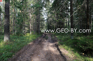 Puszcza Nalibocka. Road to the west part of Jerusalem in the forest