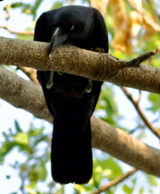 "House Crow Corvus splendens.taking a nap on a thick branch high up on a tree."