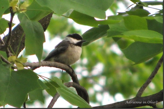 chickadee