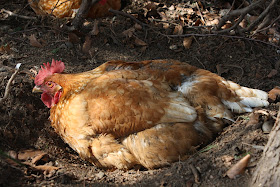 chicken hen having a dust bath