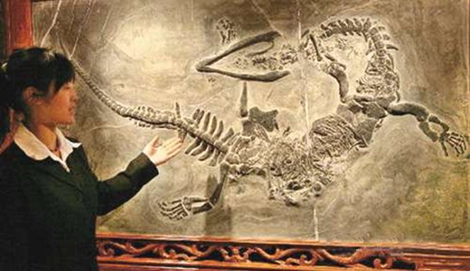 Misteri Penemuan Fosil-fosil Naga dari Zaman Purba