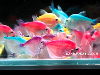Freshwater Aquarium Fish on Types Of Aquarium Species Of Fish   Freshwater Aquarium Fish